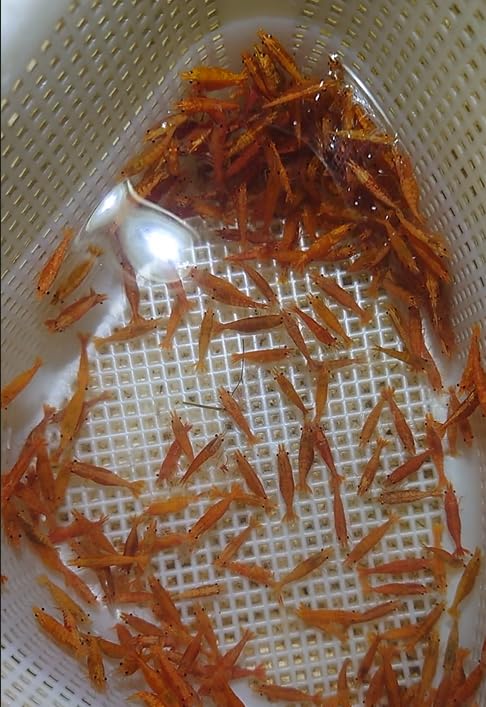 Image of Swimming Creatures 40 Mixed Color Neocaridina Shrimp (Neocaridina davidi) - Choose Mixed or Premium Grade - Live Freshwater Aquarium Shrimp (40 Premium Mixed)