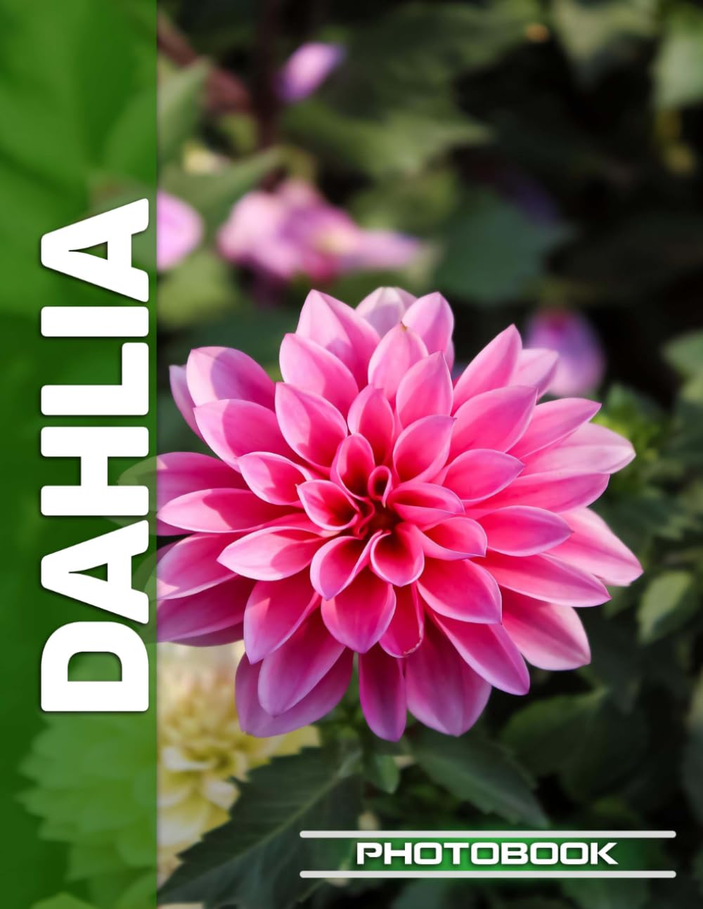 Dahlia Photo Book | Vibrant Dahlia Blooms Captured In Stunning Floral Portrait Photography