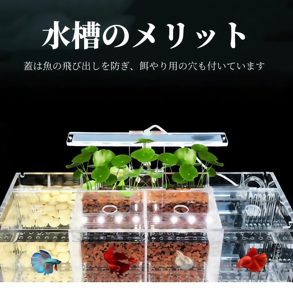 Amazon | Pazeku ミニデスクトップベタ水槽セット、自己循環生態、観賞