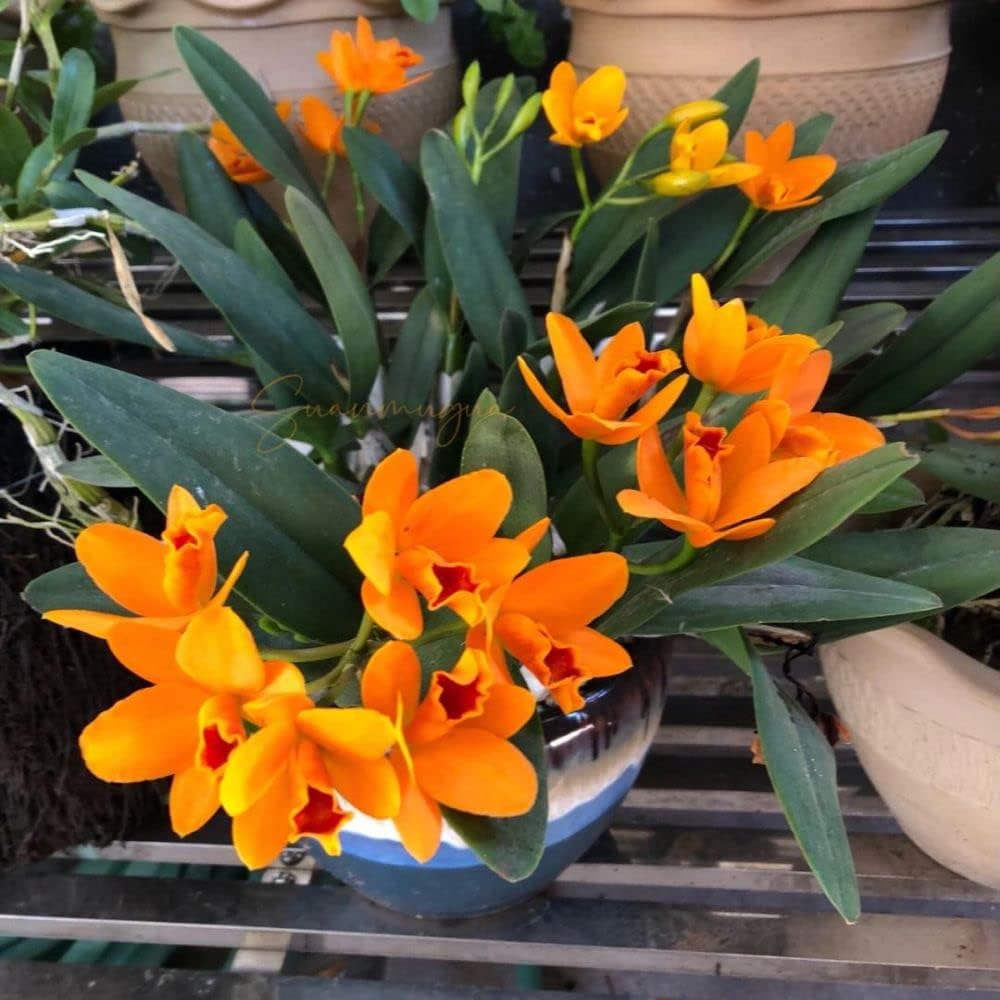 Cattleya Orchid Queen of Orchids with 10" Tall, Large 4