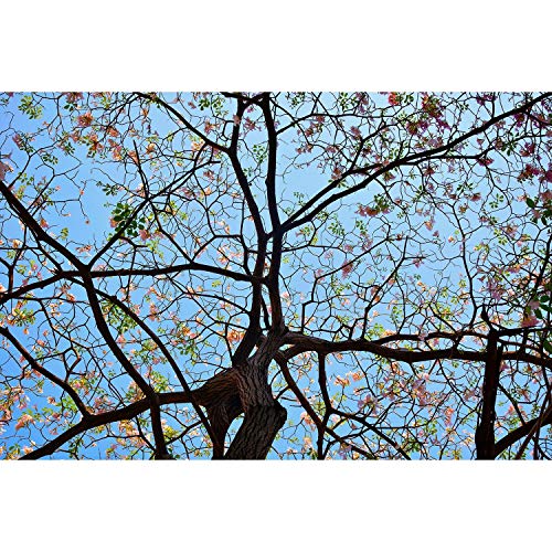 Poster Branches de Cerisiers Ciel Bleu 91x137cm : fini les murs tristes