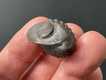 Amazon | 三葉虫化石エルドレドゲオプス[PH46]防御態勢防御姿勢