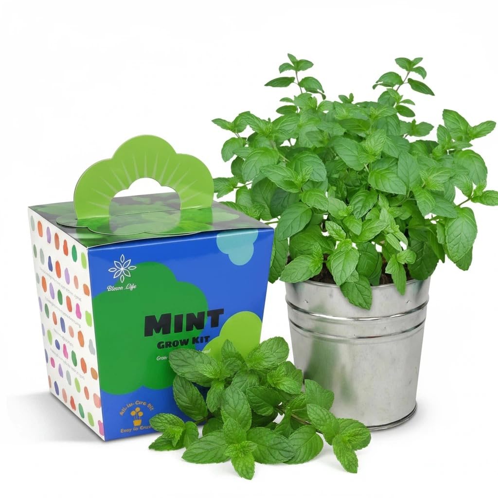 Kit de culture de menthe à faire pousser idéal pour cadeau maison