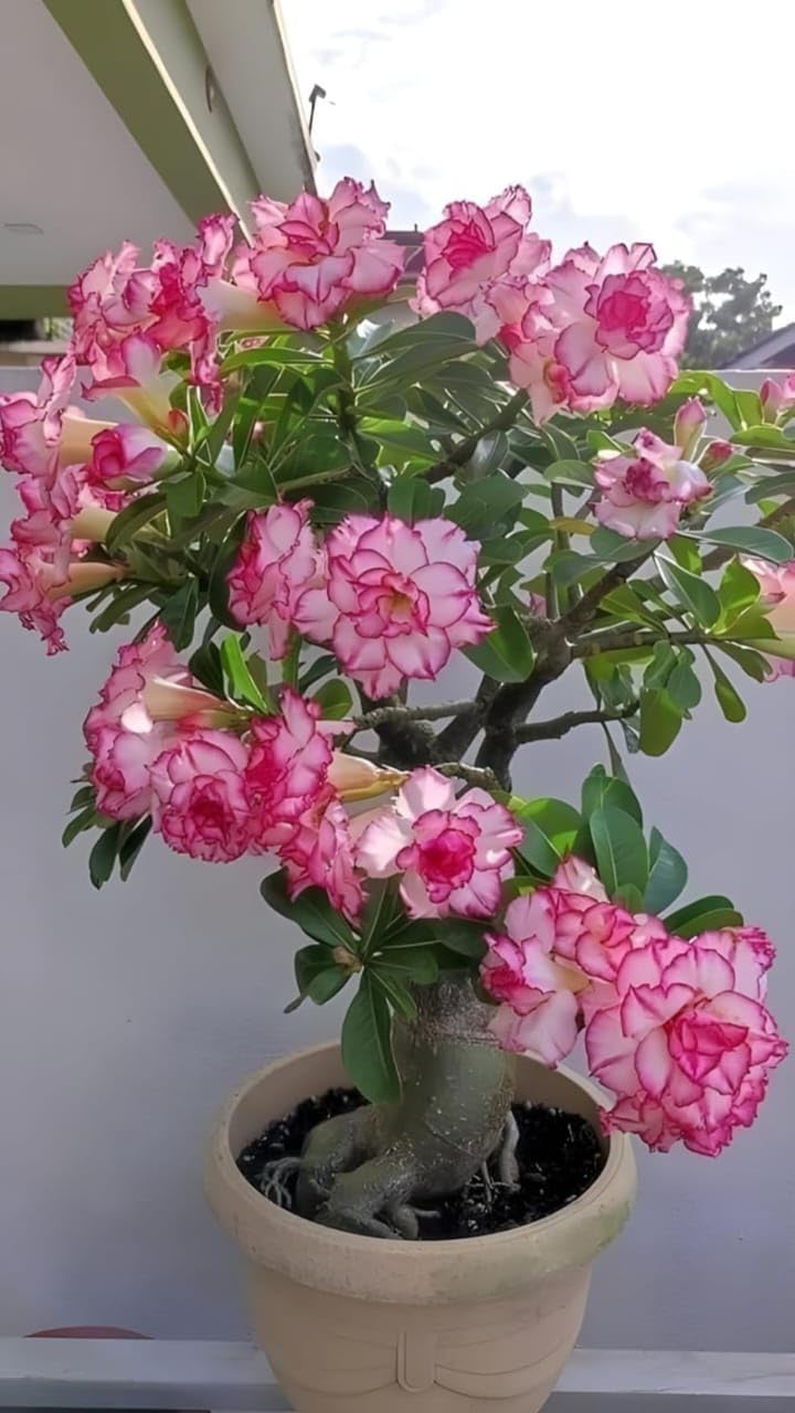 Desert Rose Adenium Live Plant, Hybrid Multicolour Grafted Desert Rose for Home Garden Indoor And Outdoor Without Pot (Pack Of 1)