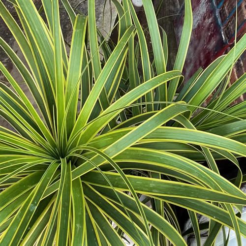 Semillas de plantas de pata de elefante, semillas de árboles bonsái. jardín de plantas de pata de elefante, Árboles jardin decoracion de balcones plantas de sombra Serie de plantas 25pcs