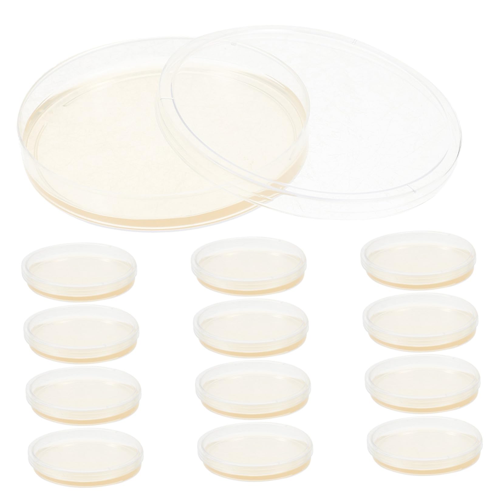 MAGICLULU Piastre di Petri Agar Nutriente Preversate 20 Pezzi Piatto Rotondo in Ps per Esperimenti Scientifici e Coltivazione Microbica in Laboratorio