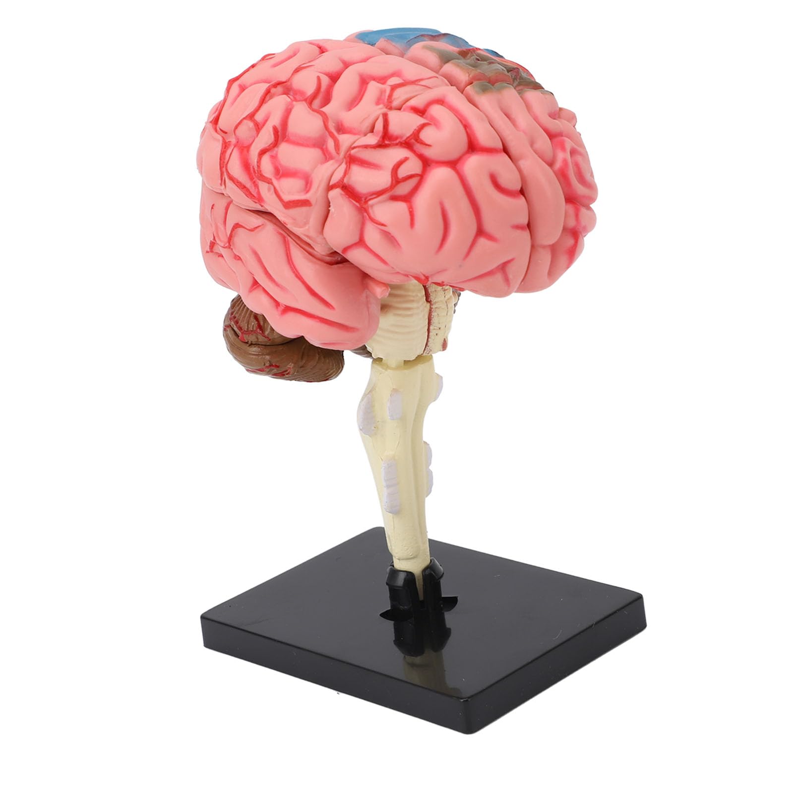 Naroote Model Ludzkiego Mózgu, Plastikowy, Zdemontowany Model Ludzkiego Mózgu 4D Naturalnej Wielkości z Etykietami i kolorową identyfikacją, Stabilny Anatomiczny Podstawy do Nauczania Neuronauki