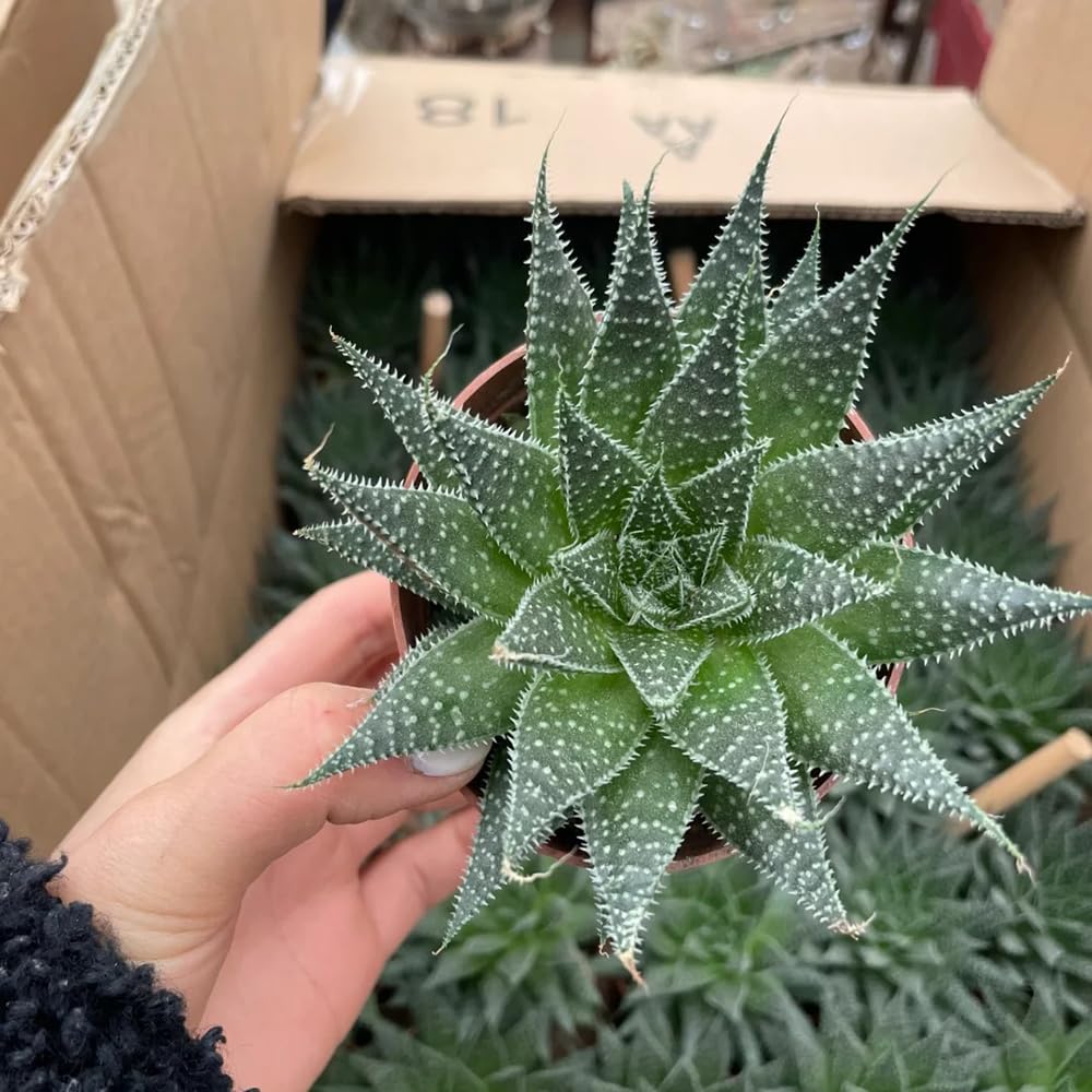 300 piezas Semillas organicas de planta de aloe vera - Regalo de jardín, semillas de plantas exóticas. semillas de bonsai, plantas reales semillas de cactus, decoración de flores