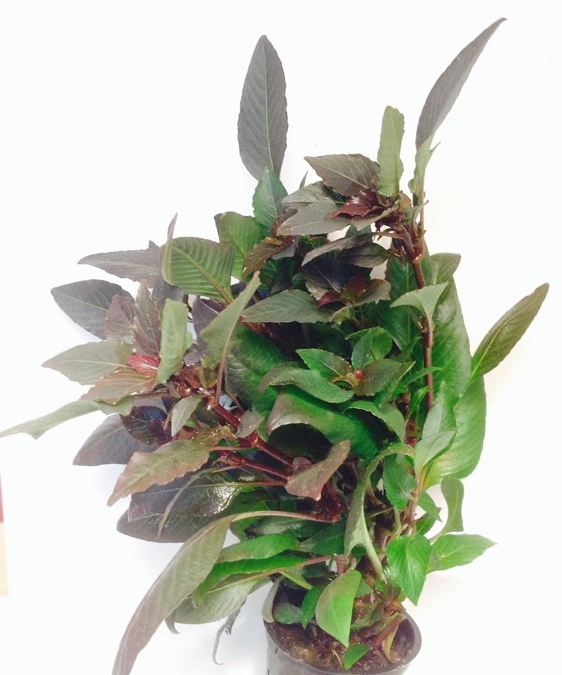 Live Potted Hygrophila corymbosa 'Kompakt'