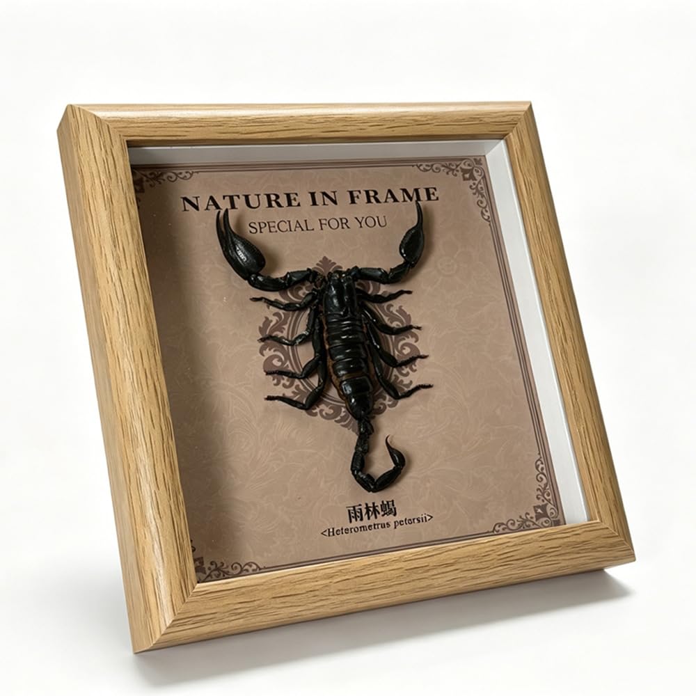 Taxidermy Scorpion Framed, Real Scorpion Specimen in 6.7"x6.7" Frame Shadow Box Insect Collection, Perfect for Science Education and Home Office Desktop Decor Craft Gift