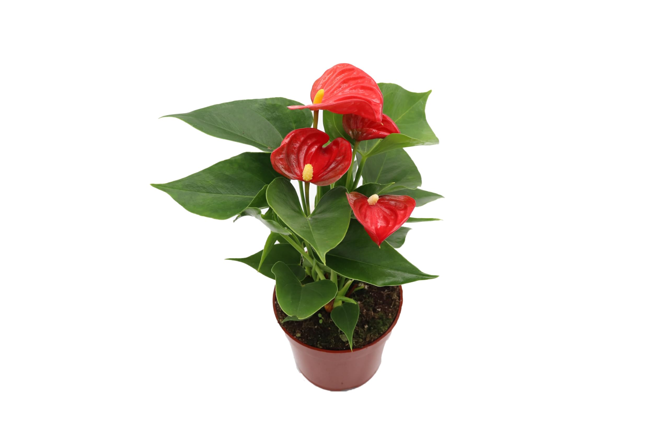 California Tropicals Anthurium Red