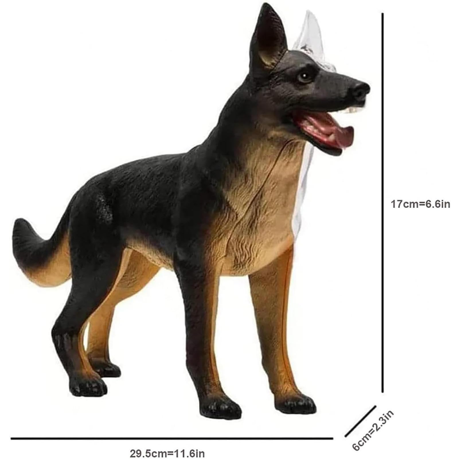 AMITD Modèle anatomique 4D pour chien, 29 pièces détachables, pour l'apprentissage des animaux et l'entraînement vétérinaire