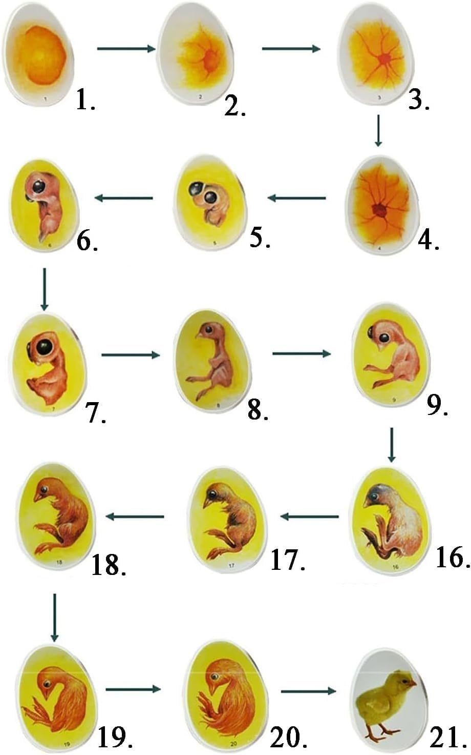 Chick Life Cycle Exploration Set, 21 Plastic Eggs Embryo Growth Anatomical Model, Biological Teaching Aid for Egg Hatching Development Process for Study Display Teaching.