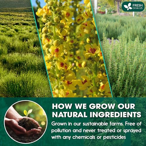 Image of FreshDrinkUS StrongerLungs 20 Tea Bags - Mullein Leaf, Ginseng, Elderberry, Ginger & Thyme - Supports Lung Cleanse, Congestion Relief & Mucus Detox - Caffeine-Free & All-Natural