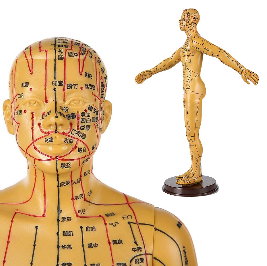 Sjdopulse Men's 50Cm Human Acupuncture Model - Acupuncture Model Meridian Points Chinese Medicine Health Massage Hand Can Rotate - For Medical Science Educational Acupuncture Model