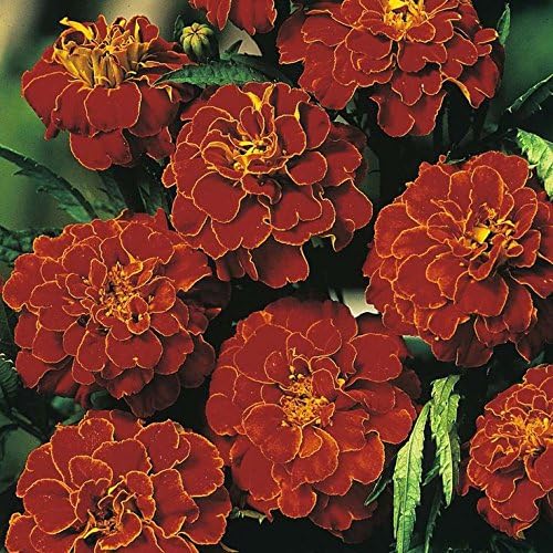 Creative Farmer Flower Seeds : French Marigold-Bolero Red Seeds House Garden Garden [Home Garden Seeds Eco Pack] Plant Seeds