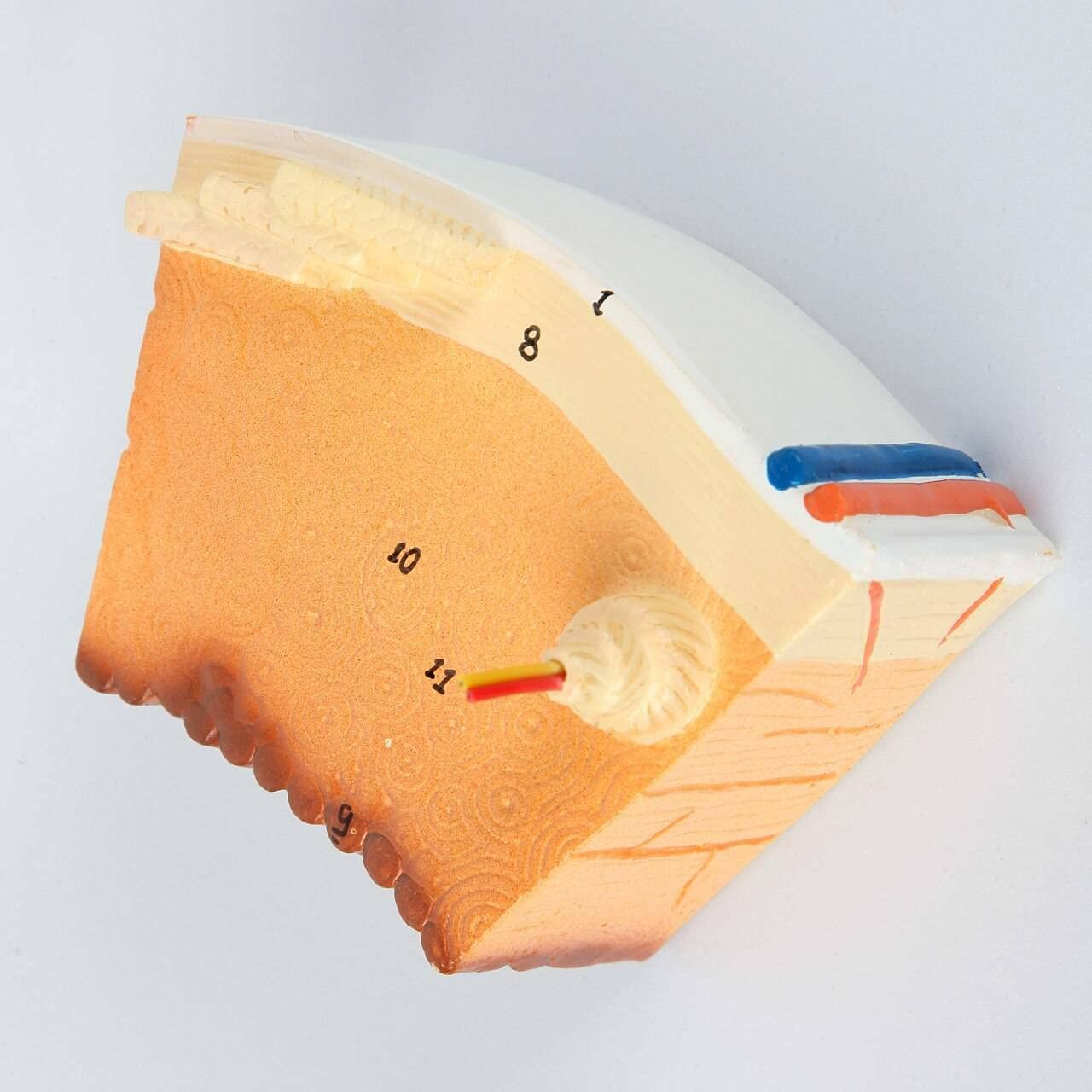 Axis Scientific Human Bone Microstructure with Long Bone Osteon - Includes Product Manual, Human Anatomy System Miniature, mini Figure, Demonstration Skill Educational Model