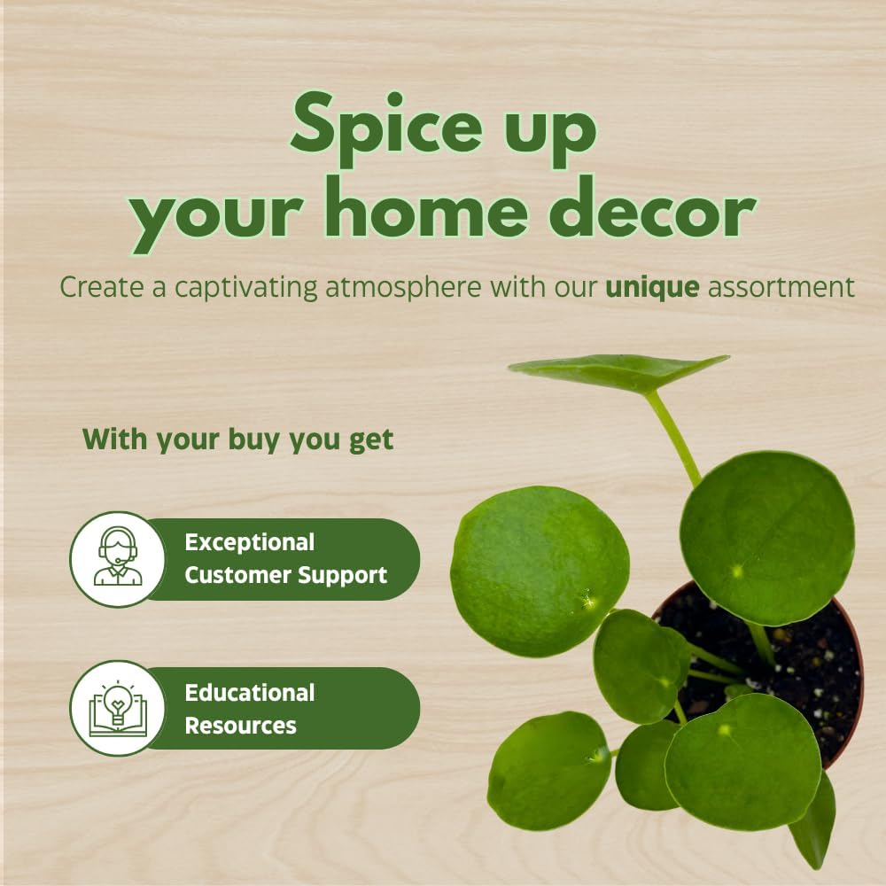 BubbleBlooms Pilea Assortment 4 inch Pots Set of 3