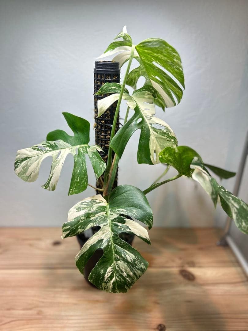 極美 希少斑入り モンステラ ボルシギアナ アルボ 現物出品 大株 美斑あり