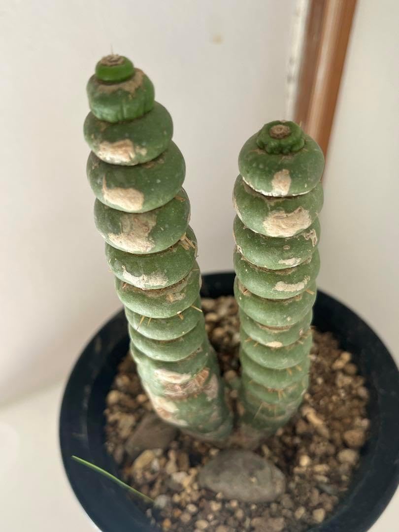 ユーリキニア カスタネア スピラリス 抜き苗