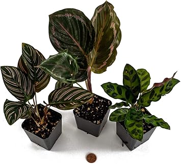 Josh's Frogs Calathea