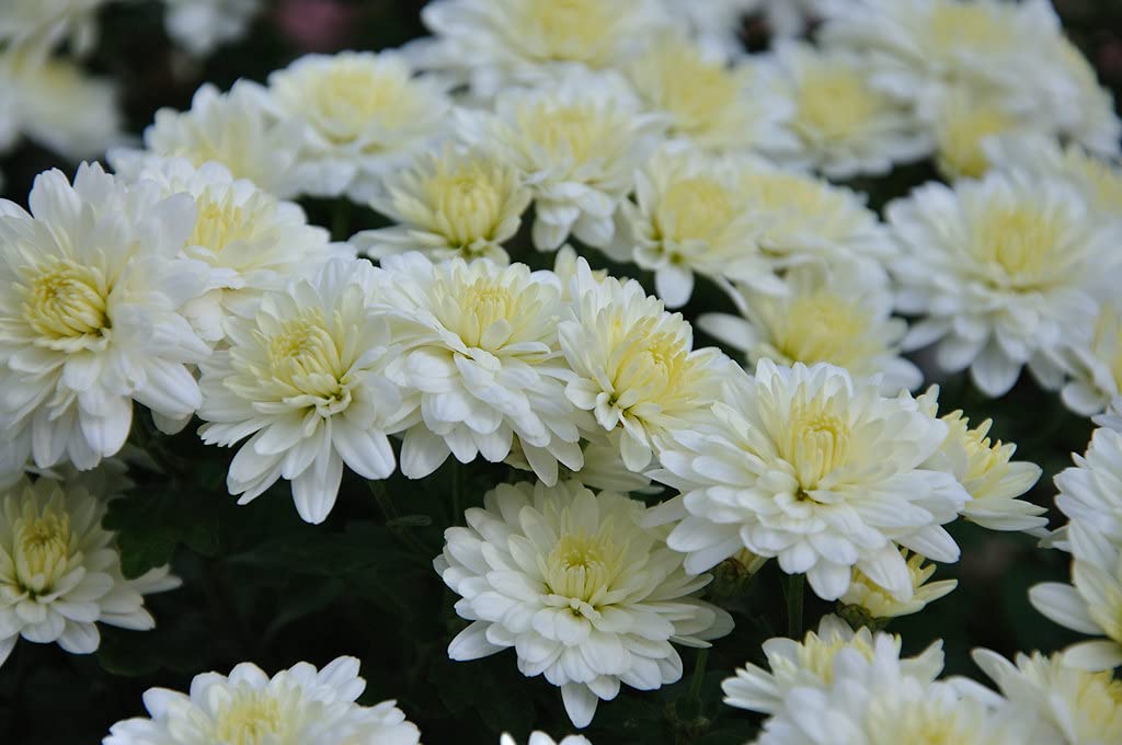 See full amazon price history chart for Earth and Plants Nursery Chrysanthemum/Sevati/mums/chrysanths Yellow Center Fusion White Live Healthy Dwarf Flower Plant in Natural Coir Pot Earth and Plants Nursery Chrysanthemum/Sevati/mums/chrysanths Yellow Center Fusion White Live Healthy Dwarf Flower Plant in Natural Coir Pot (B09GL39923) Amazon Price History, Amazon Price Tracker