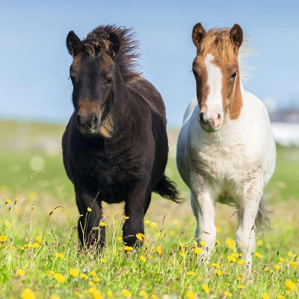 Ravensburger Lovely horses Jigsaw Puzzle (3x49 Piece)