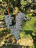 Lomanto Wine Grape Vine - Plantable Year-Round!