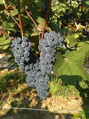 Lomanto Wine Grape Vine