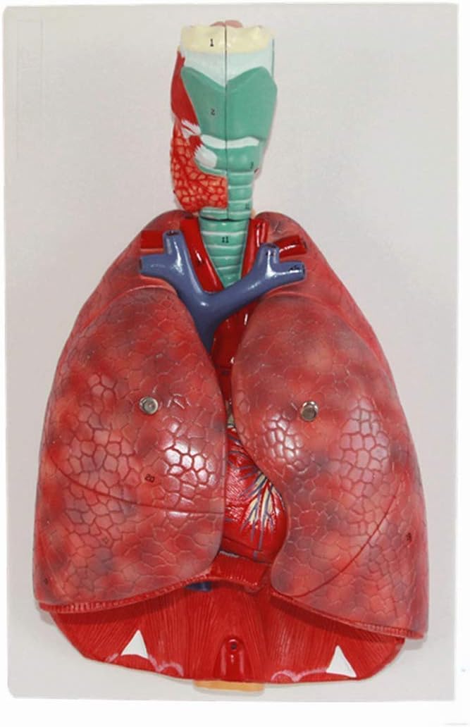 Educational Model Respiratory System Model, Human Laryngeal Cardiopulmonary Anatomy