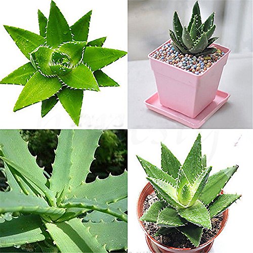 wiFndTu 20 Pcs Finest Aloe Vera Seeds Excellent Houseplants Herbal Succulent Garden Rare Plant - Making it an for Gardeners