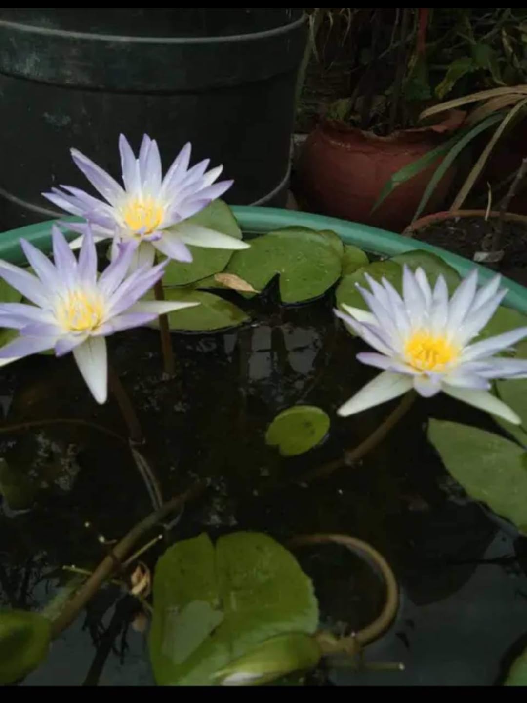 Water Lily Bulb Live Plant – Outdoor Terrace Water Garden Flower