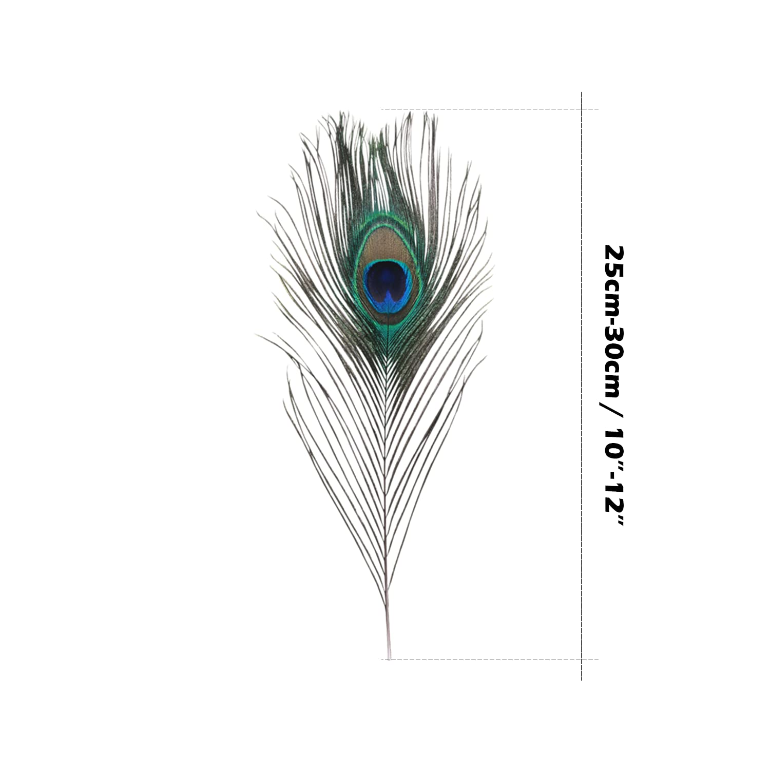 10pcs Ostrich Feathers 16-18 inch for Home Wedding Decoration (White) By 'Exotic Feathers' the White Swan Collection