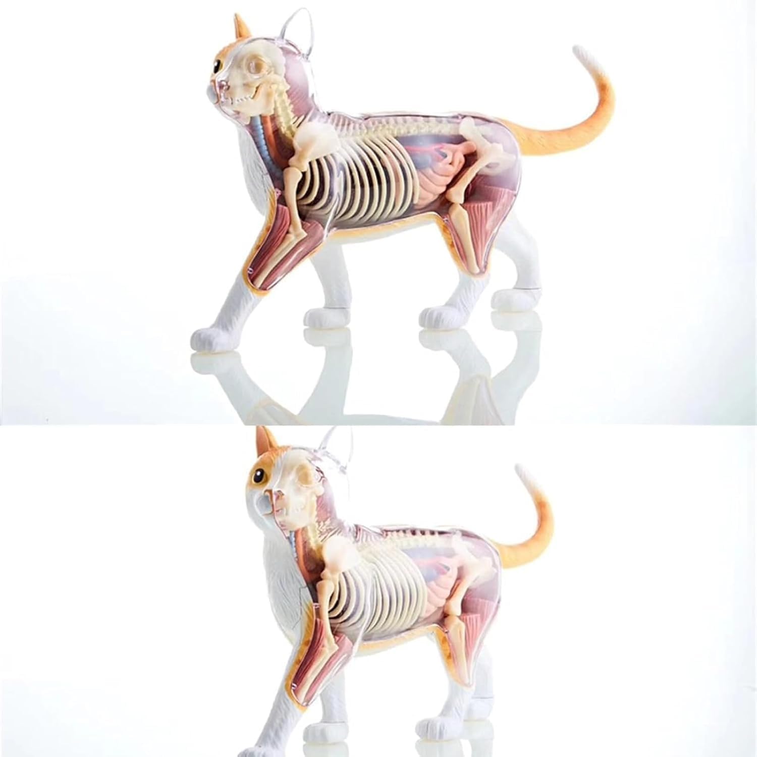 Modello Anatomico di Gatto 4D 28 Pezzi Kit di Modelli di Anatomia dello Scheletro di Gatto Arancione 4D Il Modello, Lungo 30 Cm, Contiene 28 Organi E Parti del Corpo Staccabili