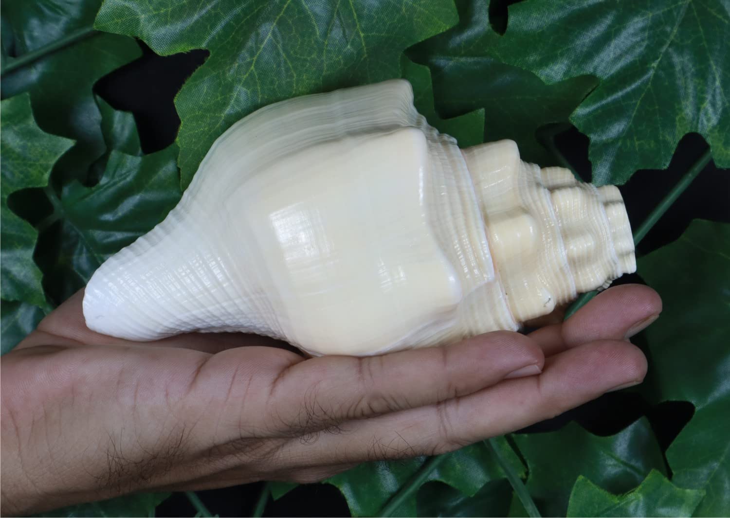 ASHIRWAD Blowing Shankh Vamavarti Dattatreya – Coquille de conque originale de couleur naturelle – Rituel Puja – Shankh – Shankhnaad (14 cm)