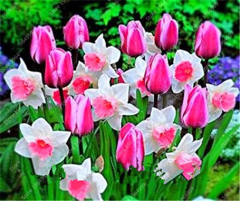 400 Pièces Graines De Jonquille Multicolores - Fleurs à Semer Faciles, Croissance Rapide Pour Jardin Et Pots