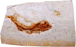 SOLUSTRE 1Pc Espécime Fóssil Brinquedos Educativos Decoração De Mesa Brinquedos Oceânicos Animais Rayan Brinquedos Para De Fósseis Adorno De Mesa Adorno De Fósseis Amostra De Peixe