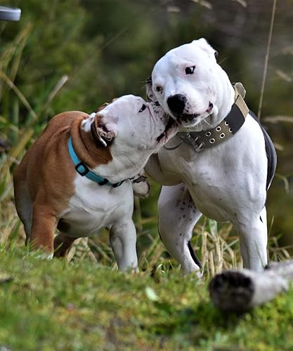 Miniatura 3 de Collar de perro para perros grandes, collares tácticos de 2 pulgadas de ancho con asa para perros de raza extragrande, camuflaje militar,