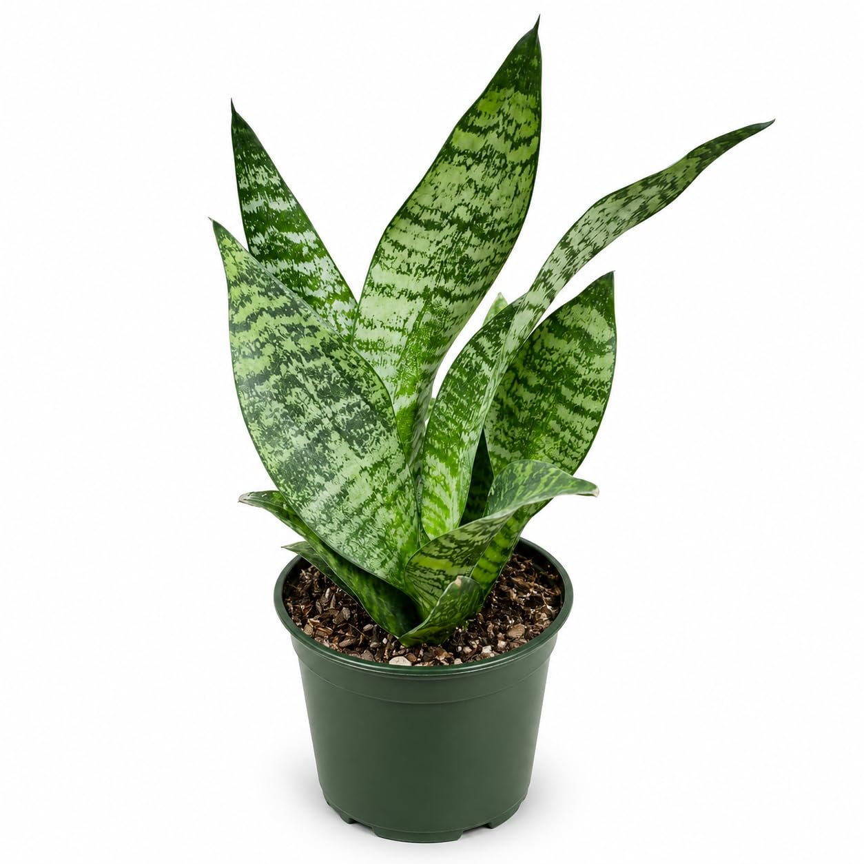 Live Zeylanica Snake Plant, Green Variegated, 4" Nursery Pot, Low Light Tolerant, Easy Ca…