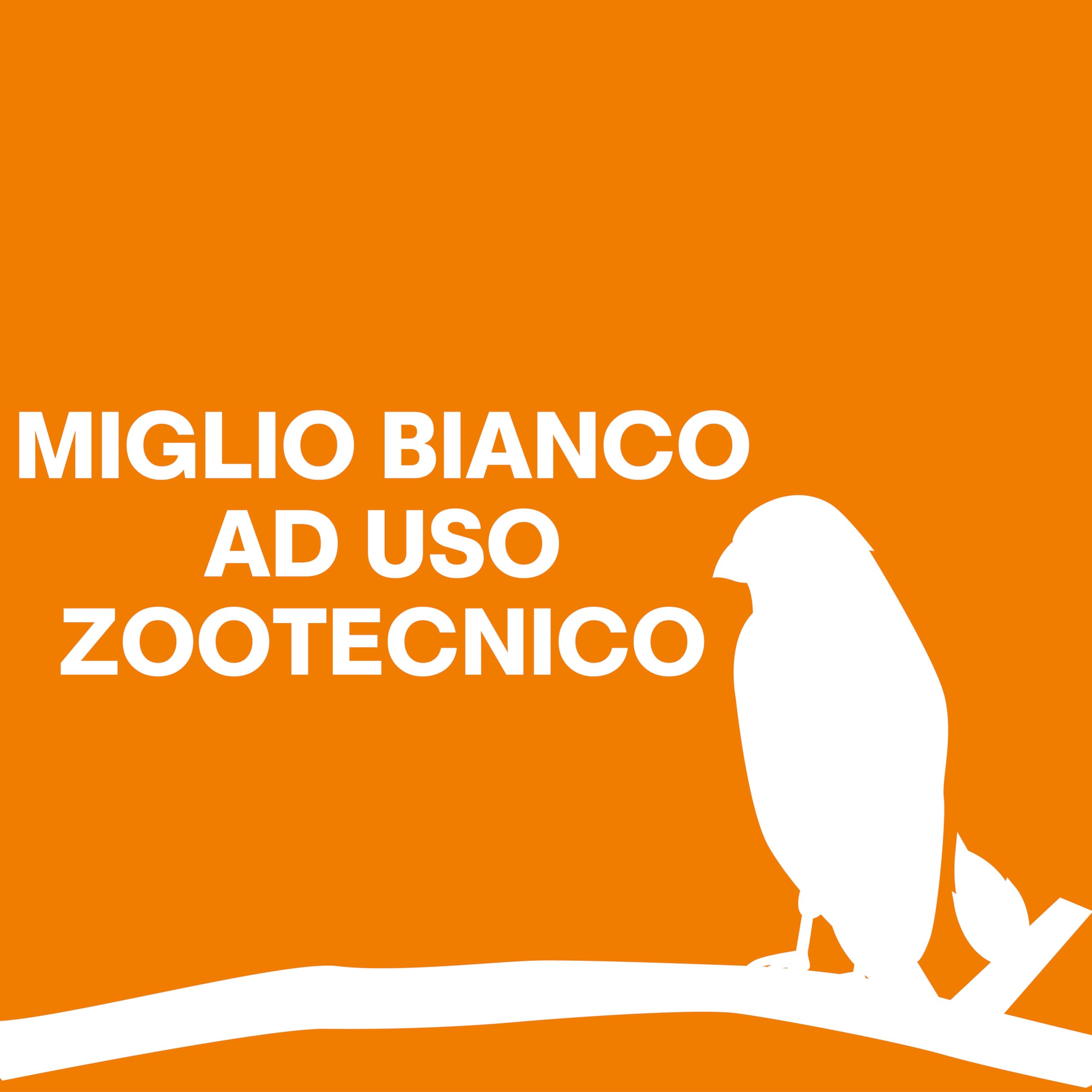 Il Contadino - Antichi Becchimi | MIGLIO BIANCO AD USO ZOOTECNICO | Essenza di semi Selezionati e Super Ventilati, No OGM, 100% Vegetale, Assenza di scarti. Qualità Superiore (20 Kg)
