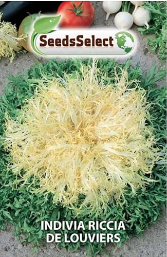 SEMI SEMENTI DI INDIVIA RICCIA DE LOUVIERS