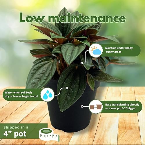 Miniatura 5 de BubbleBlooms Peperomia Rosso albovittata en maceta de 4 pulgadas