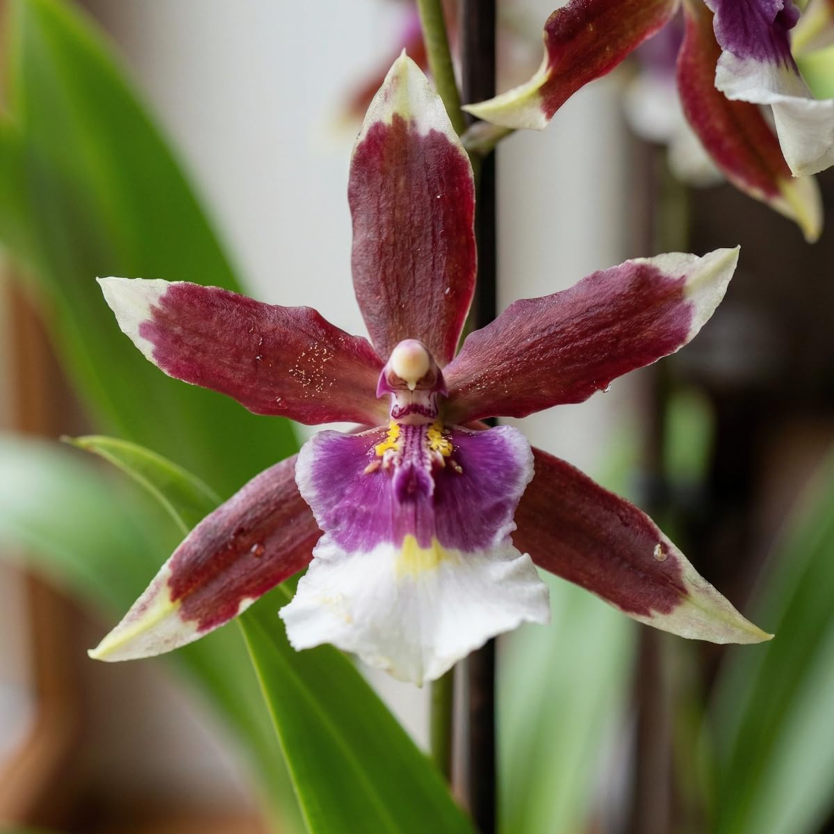 Orchideen Echte Pflanzen Beallara Eurostar - 2 große Zimmerpflanzen aus Holland - 30-40 cm hoch - mit Blüten und duftend (Nicht künstlich, ohne Dünger und Topf, kein Samen, nicht winterhart)