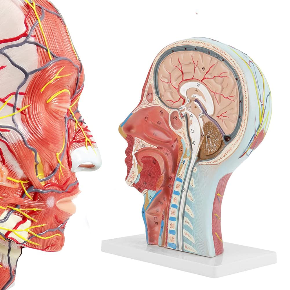 Amazon.co.jp: 多用途医療頭部モデル、解剖学的医療等身大頭脳首正中