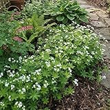 Bloomique – 6er-Set – Waldmeister (Galium odoratum) – Reichblühend – Winterhart – Mehrjährig – 10–20 cm hoch – Topf 9 cm