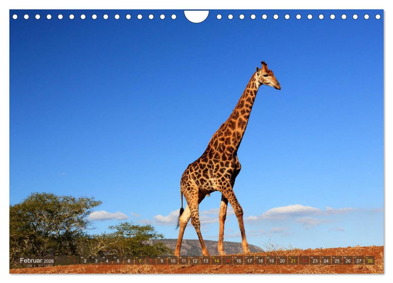 Giraffen - Sanftheit und Anmut (Wandkalender 2026 DIN A4 quer), CALVENDO Monatskalender: Giraffen-Begegnungen in Afrikas Savannen (CALVENDO Tiere)