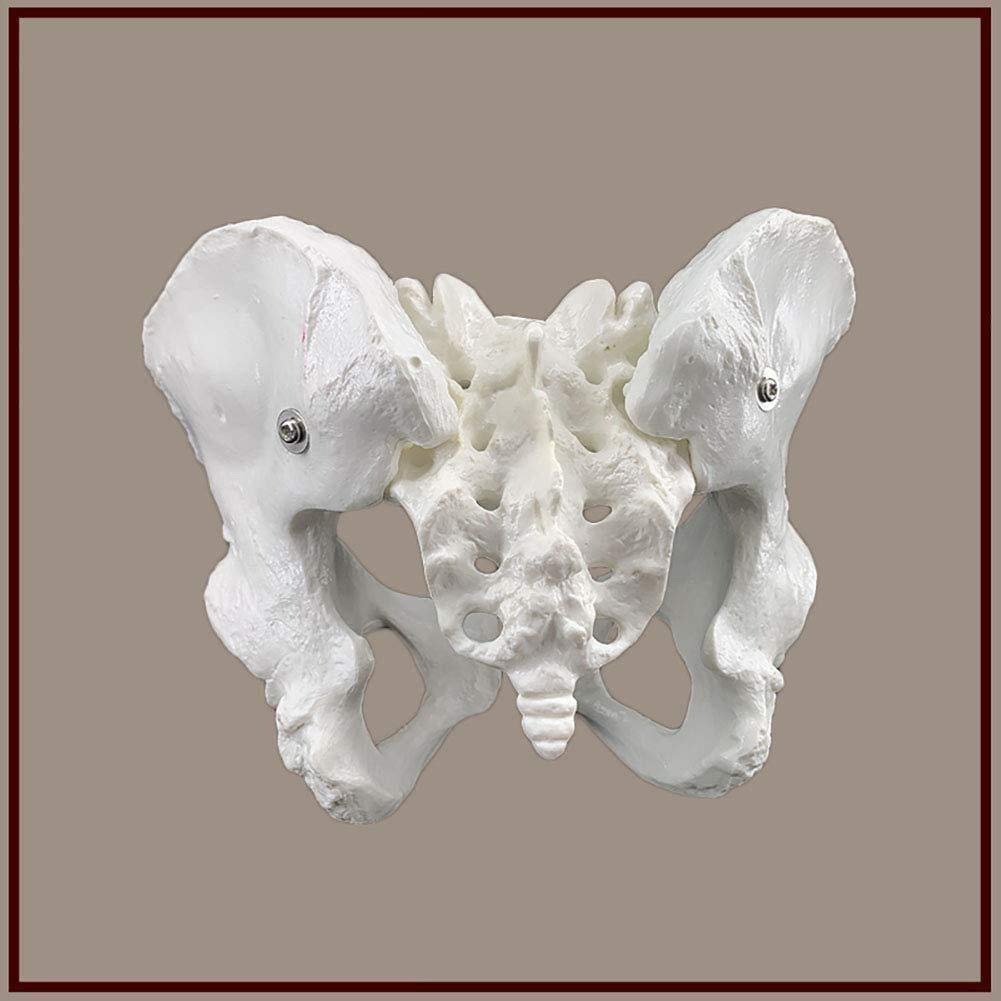 Ricerca scientifica Materiale pelvico Femminile Modello Scheletrico Anatomia Umana Modelli scientifici per Modello Medico di Vita pelvica educativa/Modello di Organo