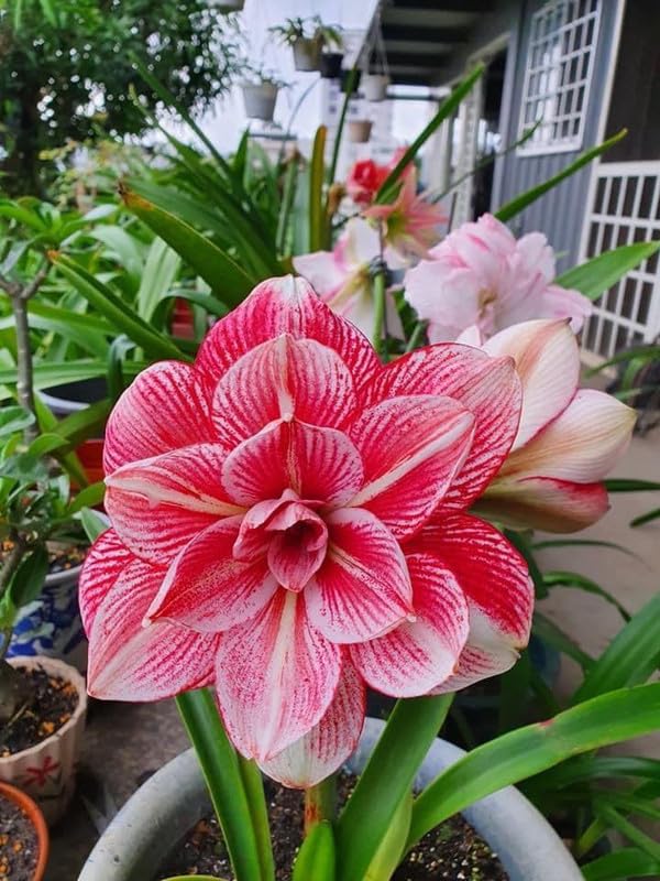 Amaryllis Double Flower Bulbs | Strip Red Shade Amaryllis Flower Bulb For Home Pots | All Season Flowering Seeds For Gardening Pack Of 2 Bulbs Amar-26.
