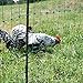 VOSS.farming 50m Geflügelnetz, Classic, 112 cm Netzhöhe, Hundenetz, Katzennetz, Gartensicherung, Weidezaun Ohne Strom
