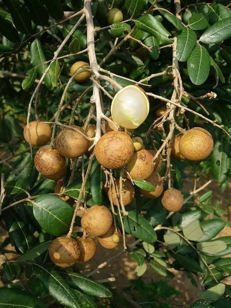 See full amazon price history chart for Longan plants live hybrid all season (pack of 2) Longan plants live hybrid all season (pack of 2) (B0CVDVR8NH) Amazon Price History, Amazon Price Tracker